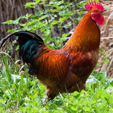 优质鸡苗的选择标准